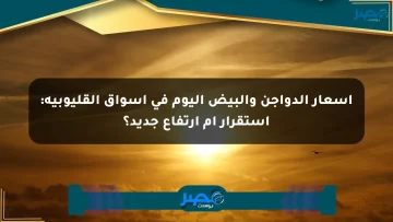 أسعار الدواجن والبيض اليوم في أسواق القليوبية: استقرار أم ارتفاع جديد؟ الان