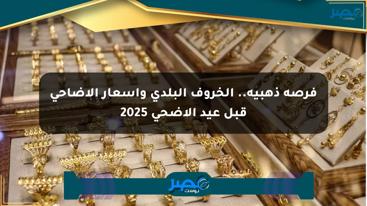 فرصة ذهبية.. الخروف البلدي وأسعار الأضاحي قبل عيد الأضحى 2025 الان